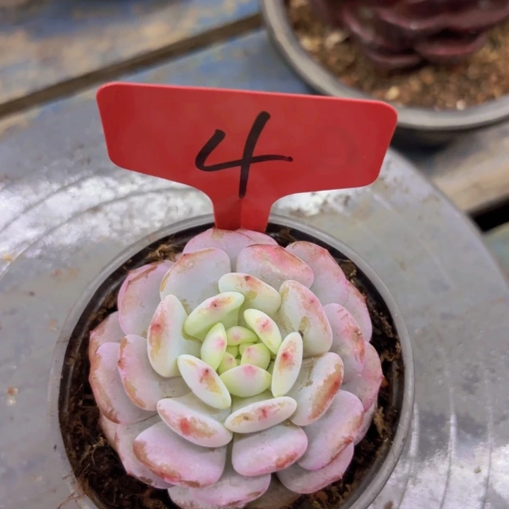 奔****圆啦啦啦啦