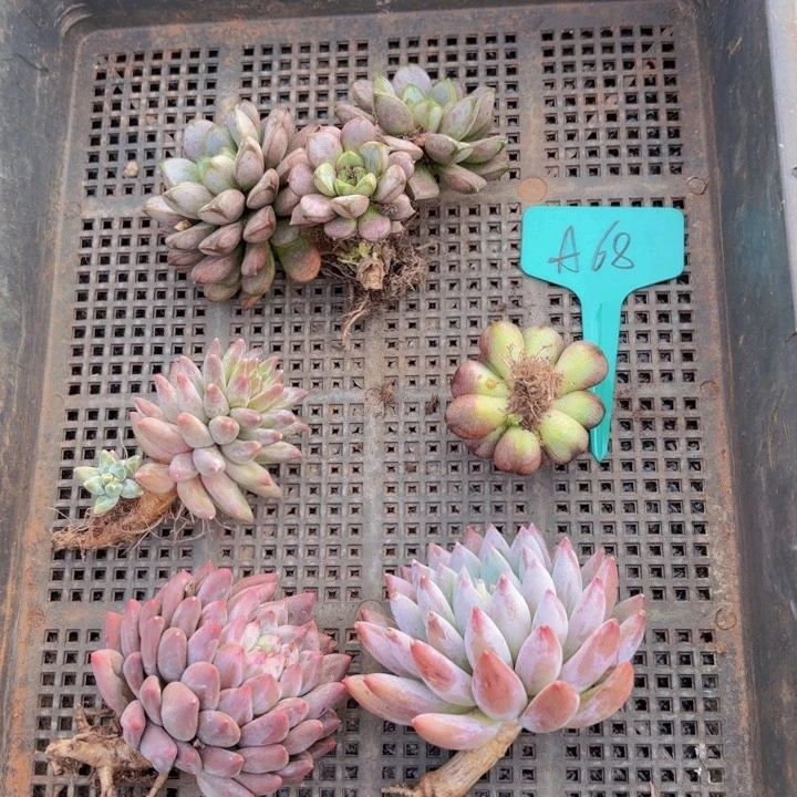 无*啦啦啦啦啦我的小可爱们