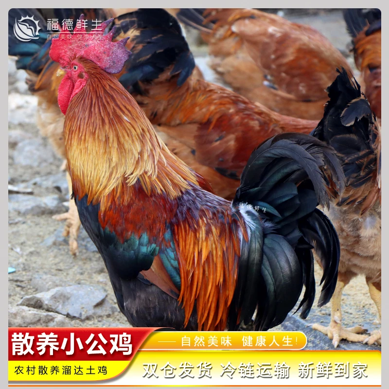 福德鲜生｜农家散养小公鸡 肉质鲜嫩 现杀速冻保鲜