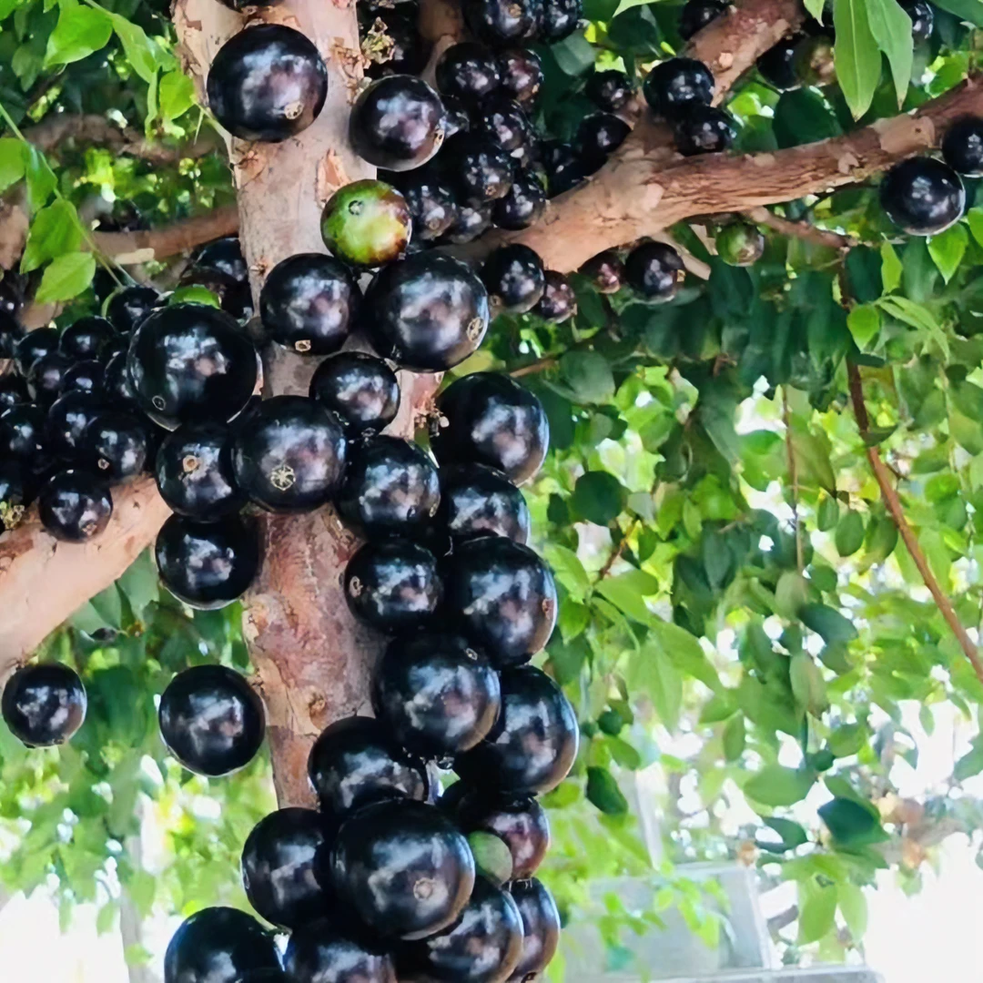 燕姐 【一树一拍】嘉宝果树苗 种上一棵实现水果自由 南北种植