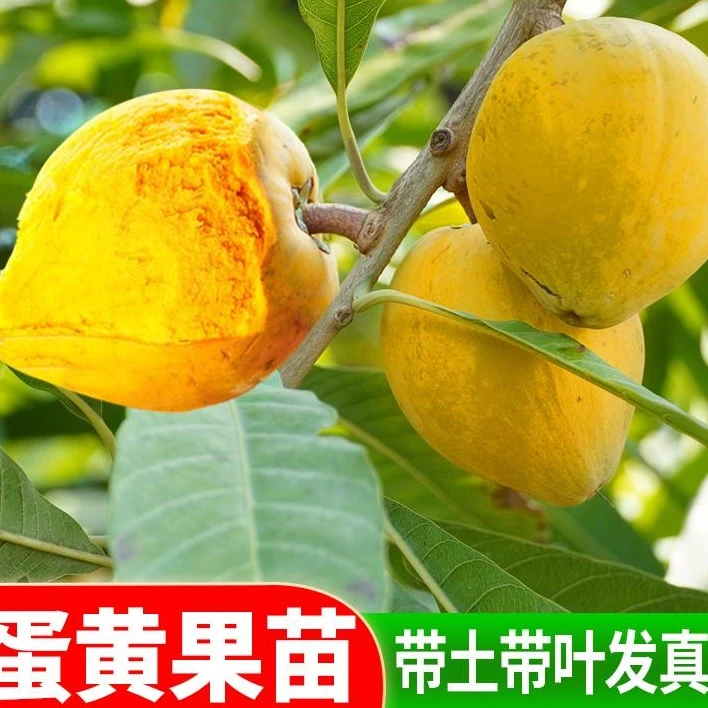 蛋黄果树苗（鸡蛋果）带土带叶发货