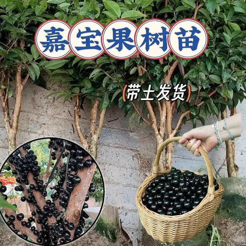 【一物一拍】沙巴 艾斯卡嘉宝果树葡萄带土带叶四季种植