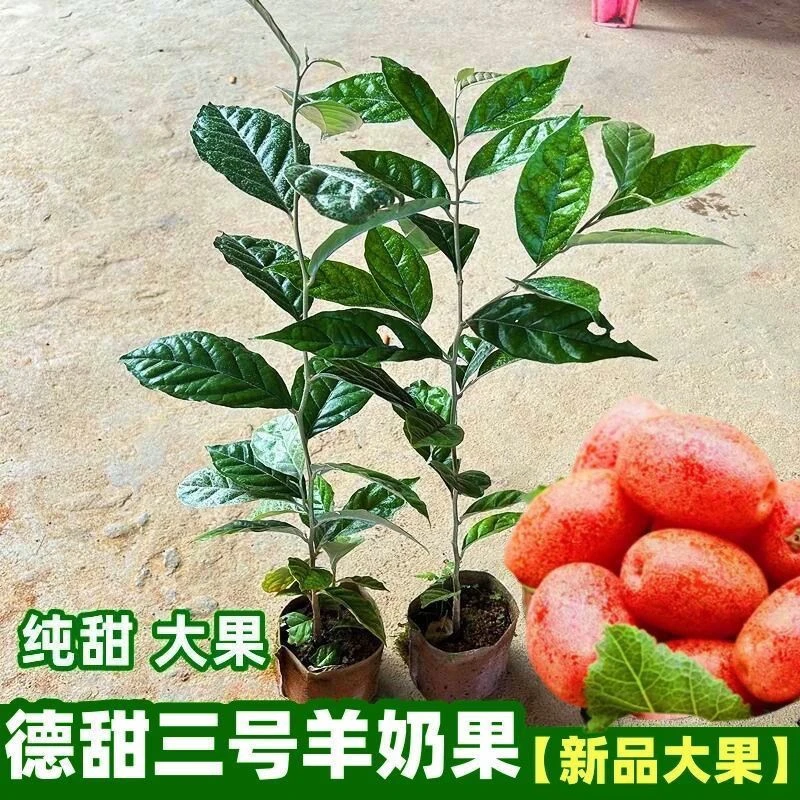 羊奶果德甜二号果苗 带土带叶发货