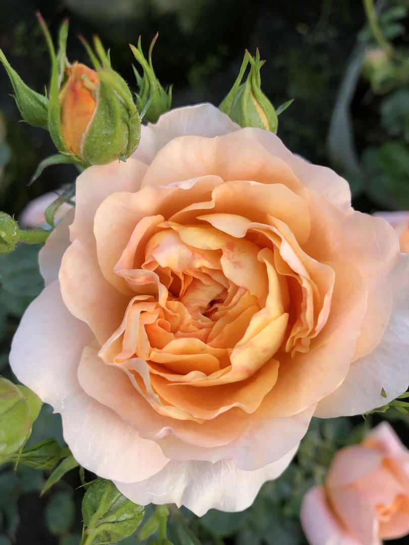 果汁阳台月季，多季开花