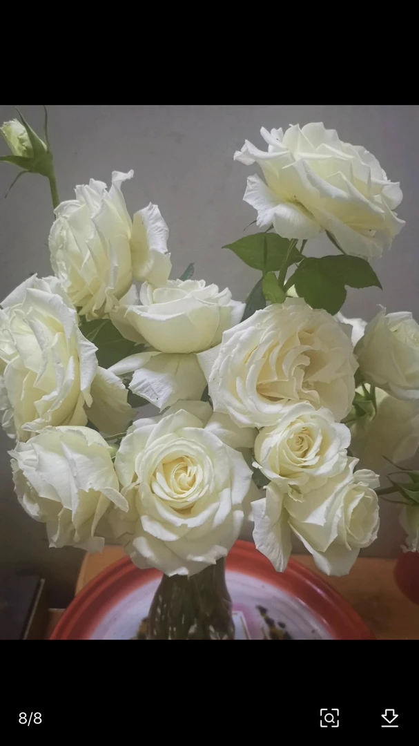 灌女孩月季，多季开花