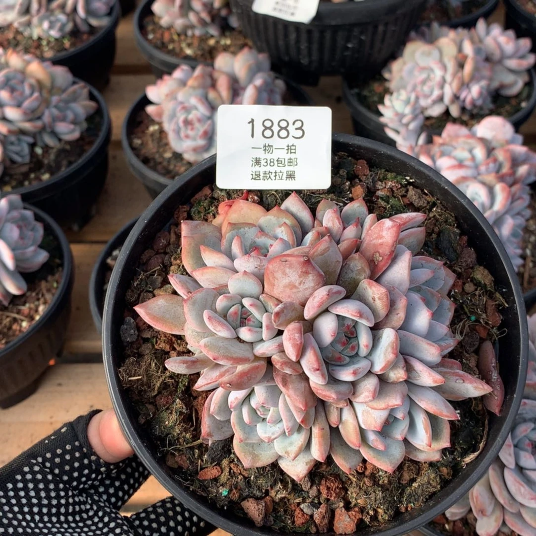 多头石榴籽多肉植物1883