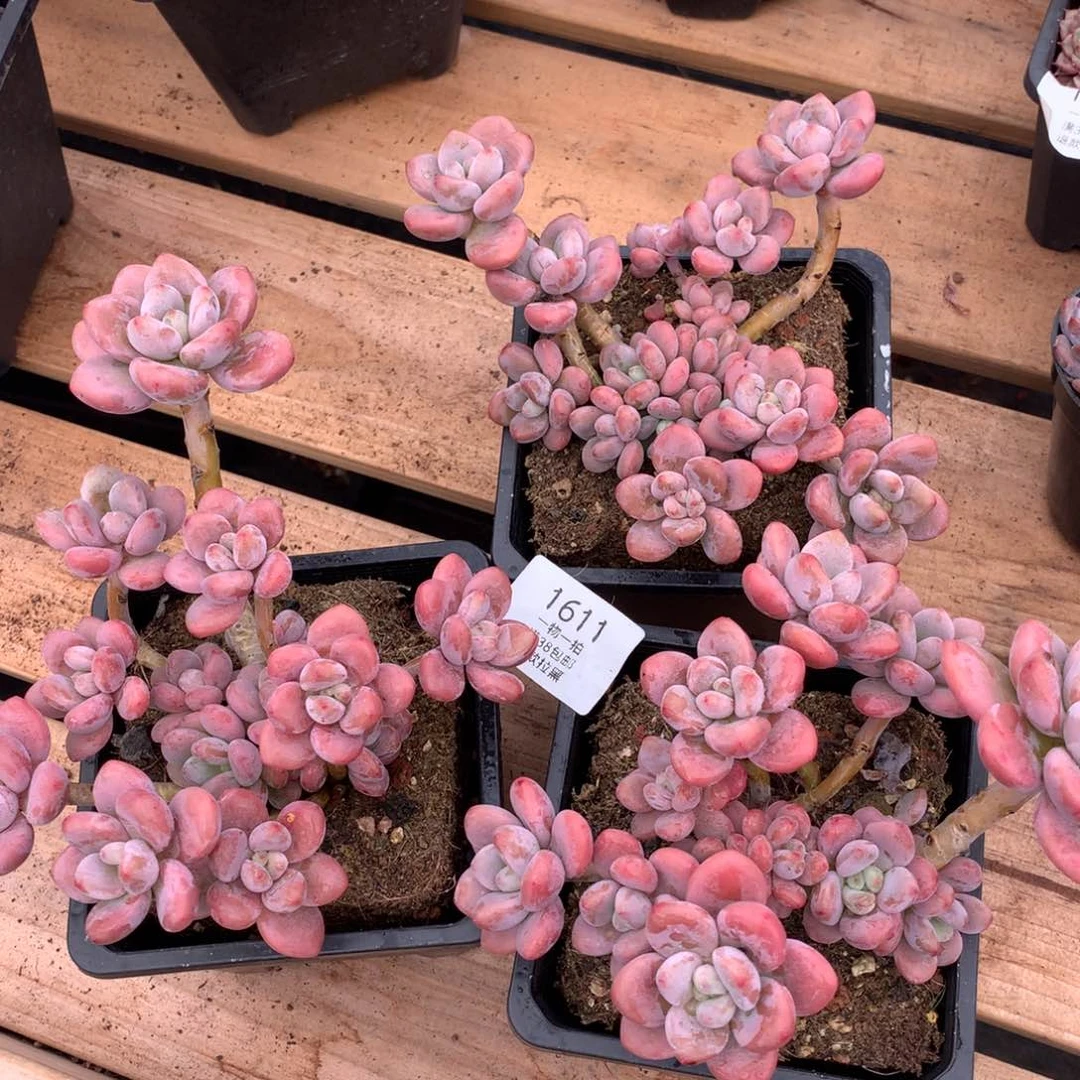 三颗香洛神组合1611