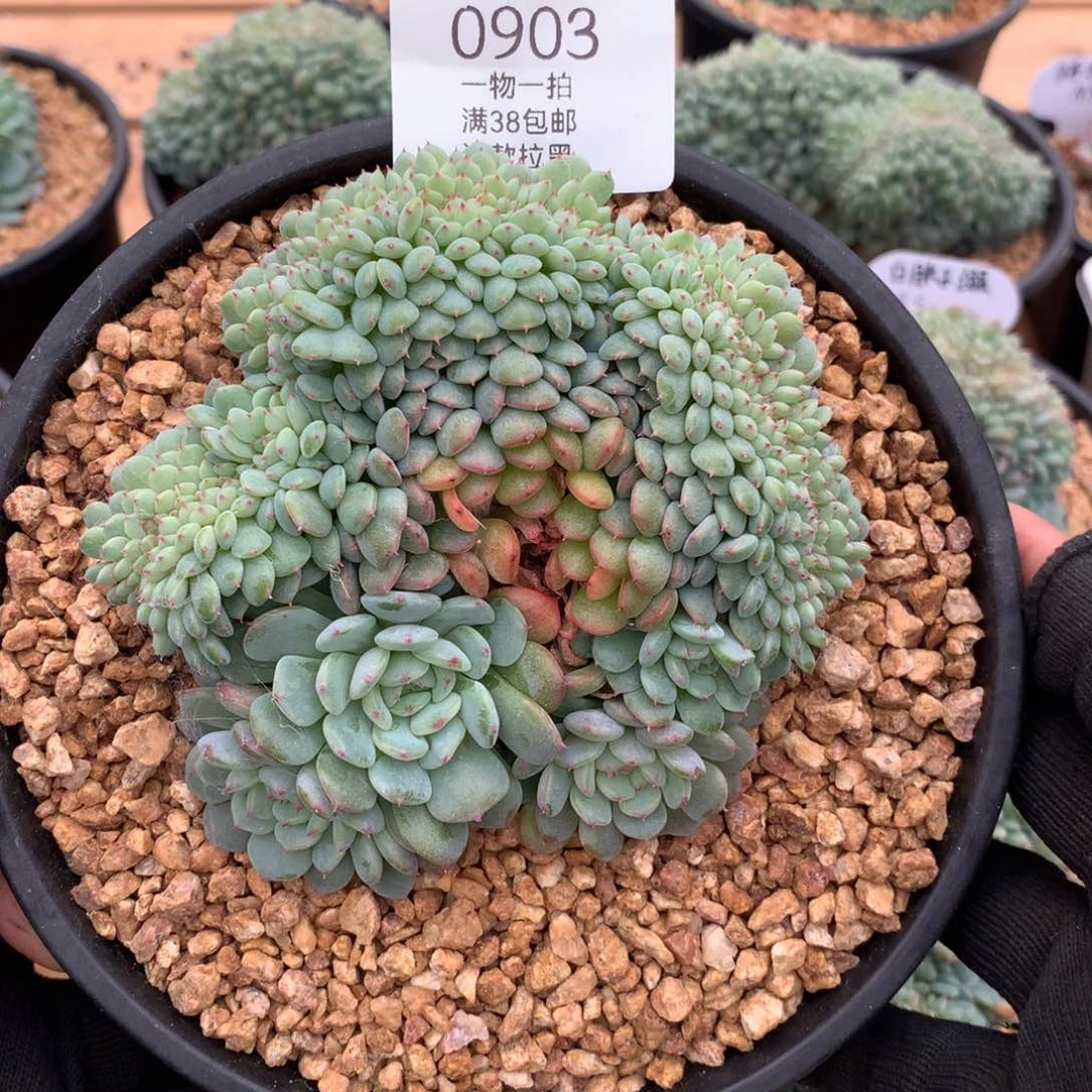 胸花白胖子缀0903