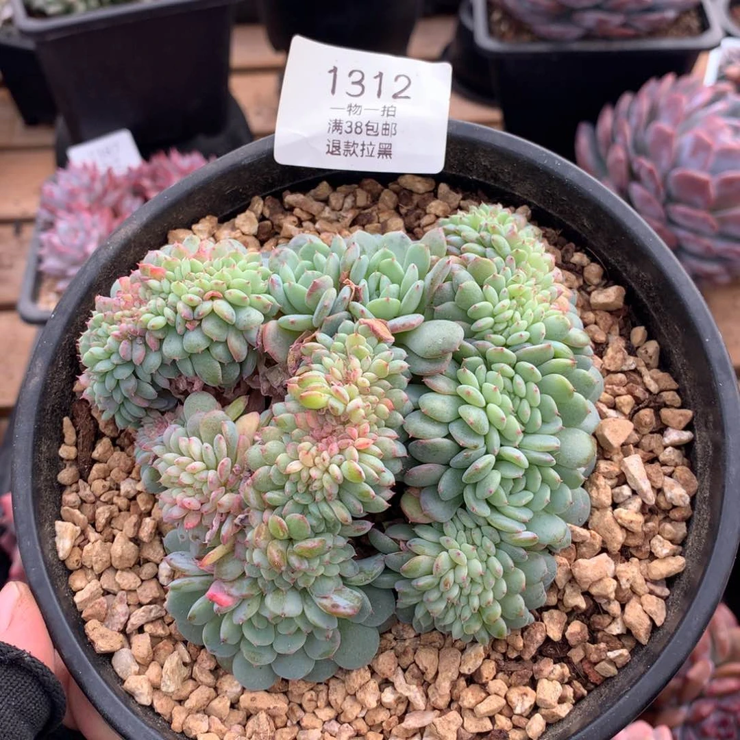 龙头胸花白胖子缀1312