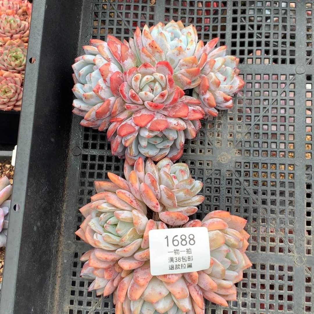 五头橙梦露多肉植物1688