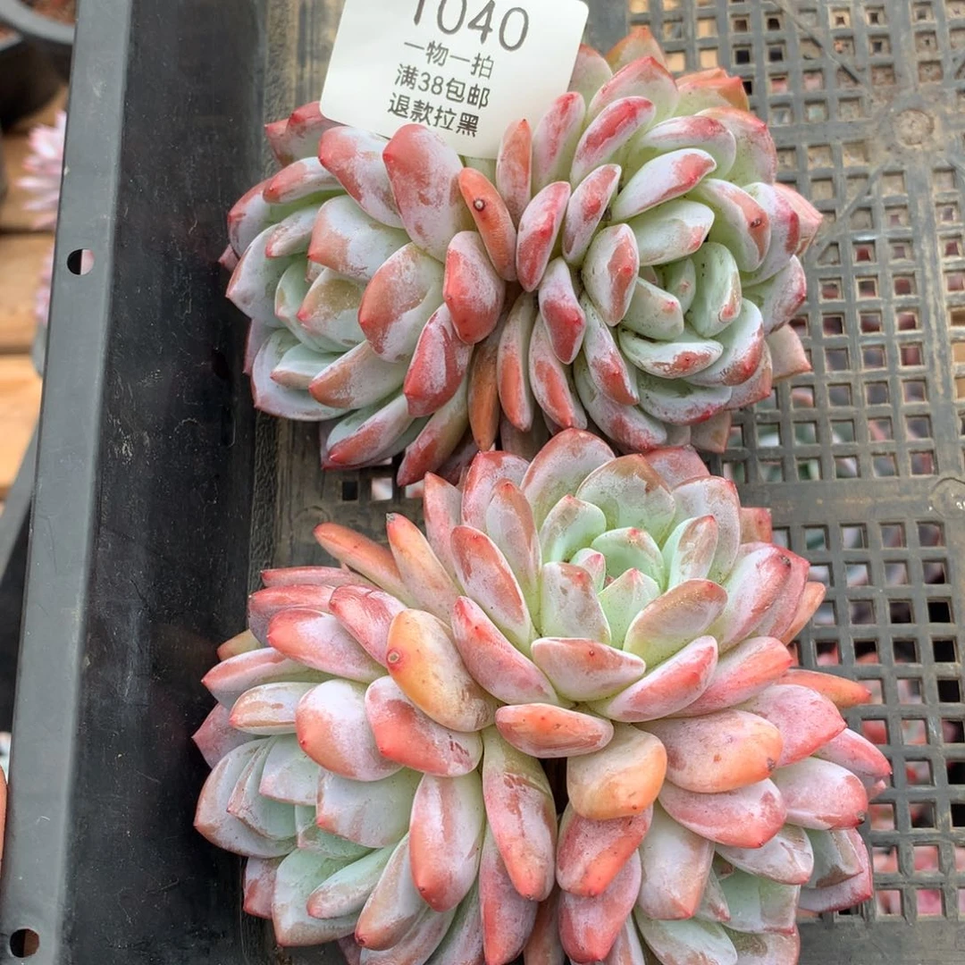 一颗双头一颗三头无砍橙梦露1040