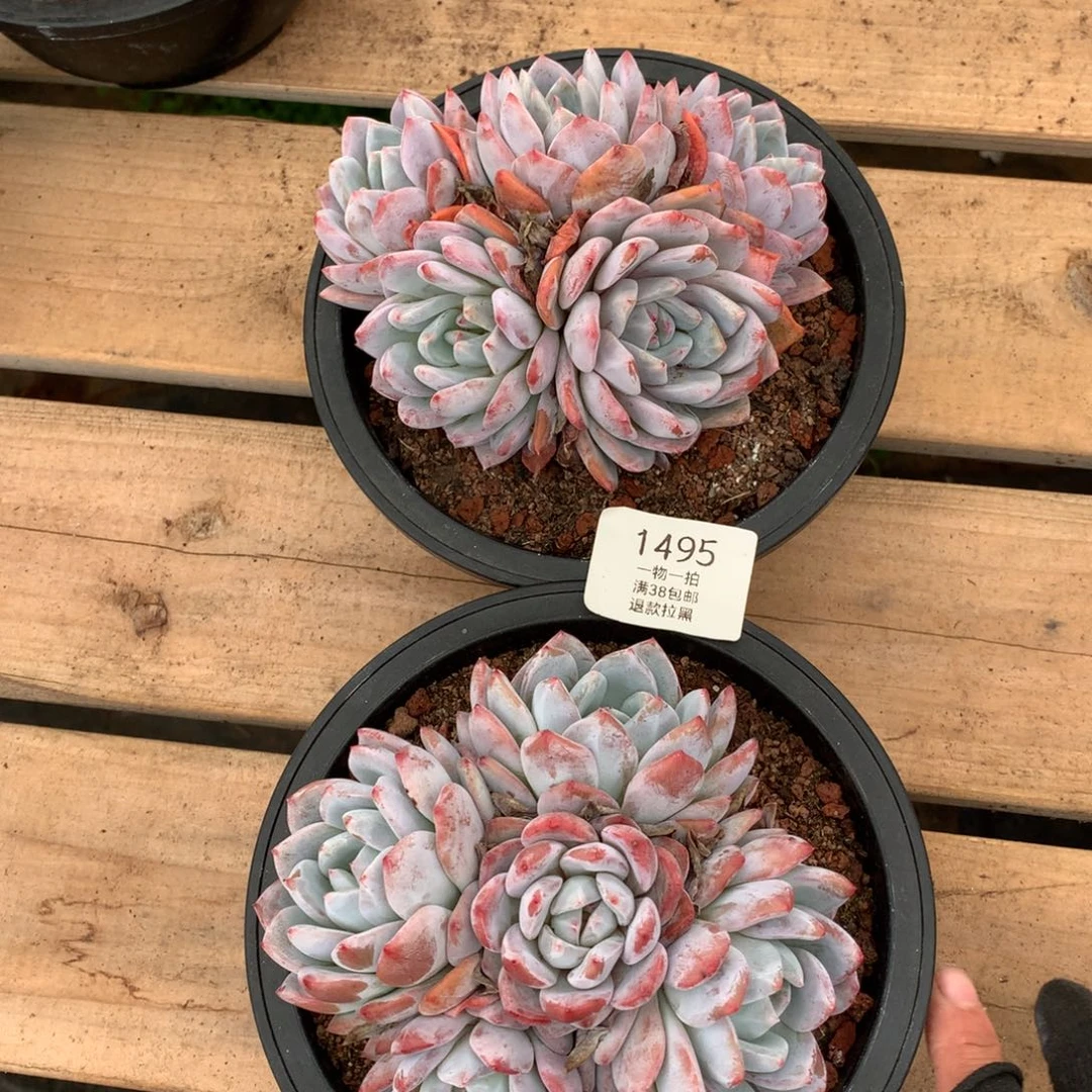 两颗五天橙梦露1495