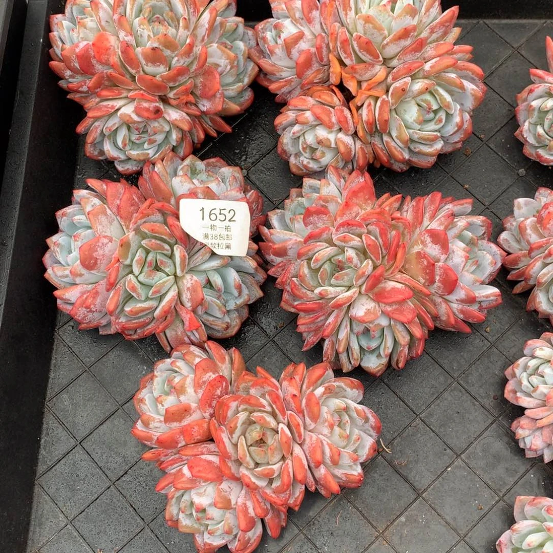 五颗四头无砍橙梦露1652