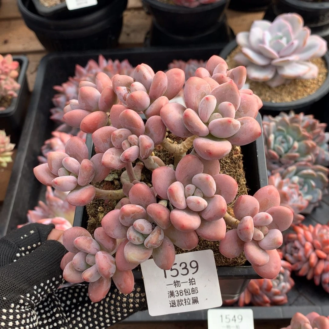 十一头无砍香洛神1539