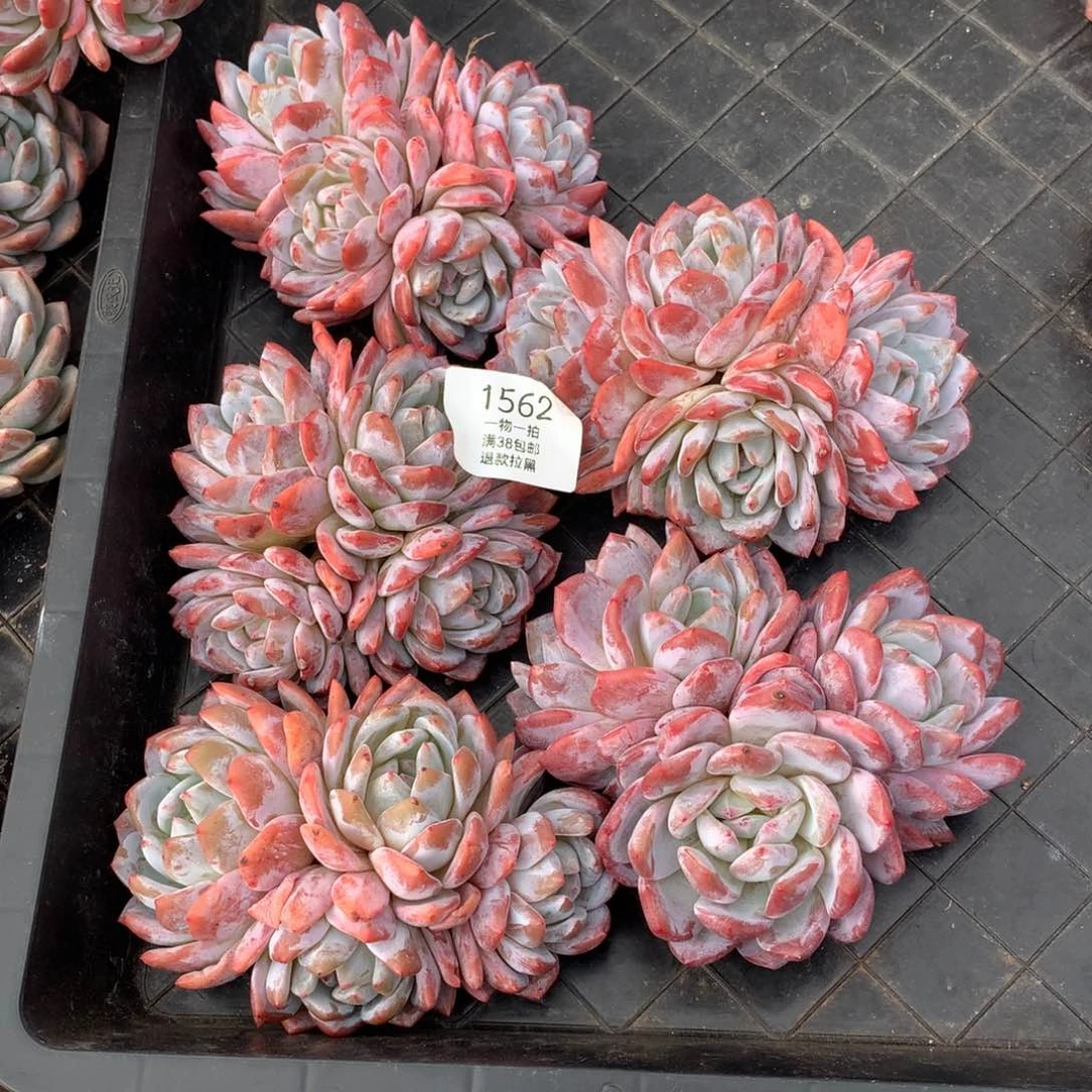 五颗四头无砍橙梦露1562