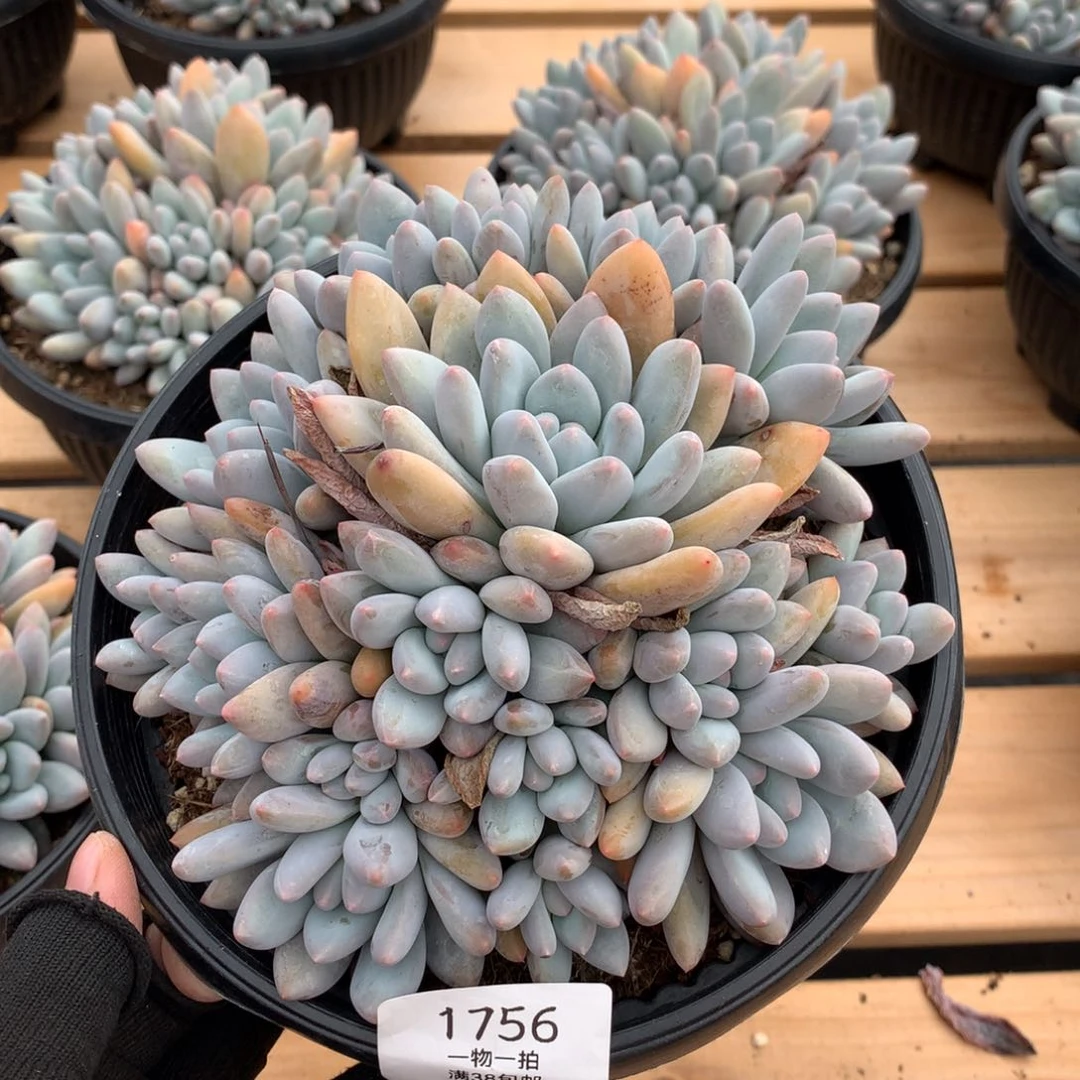 手捧香水多肉植物1756