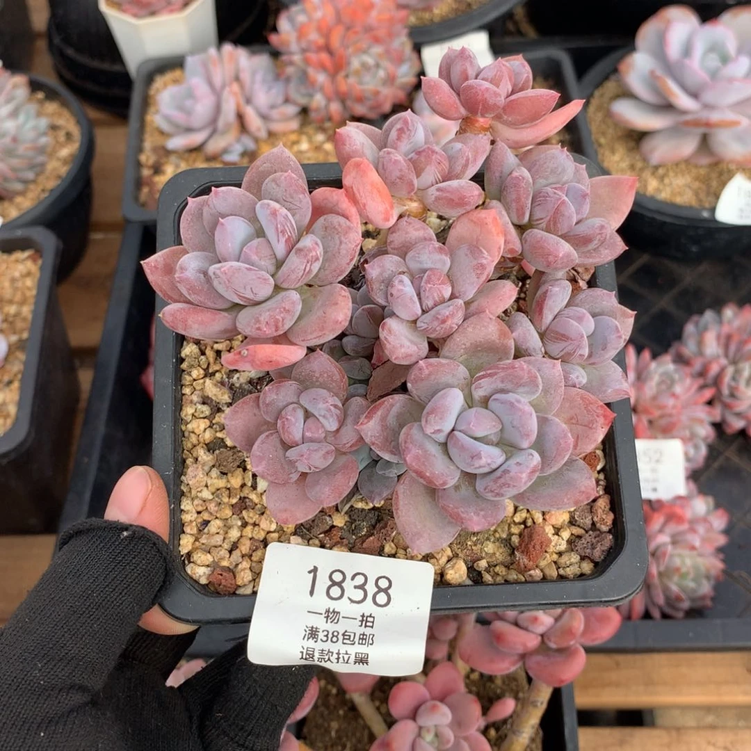 八头带崽欧洲美人1838