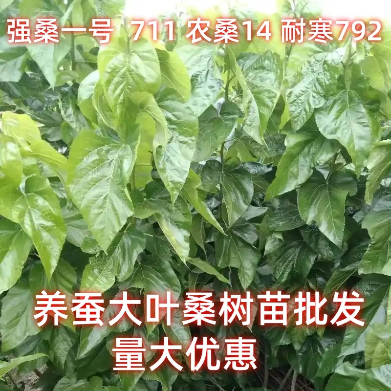 强桑一号嫁接苗711农桑14耐寒耐旱高温792蛋白桑树苗饲料桑苗批发