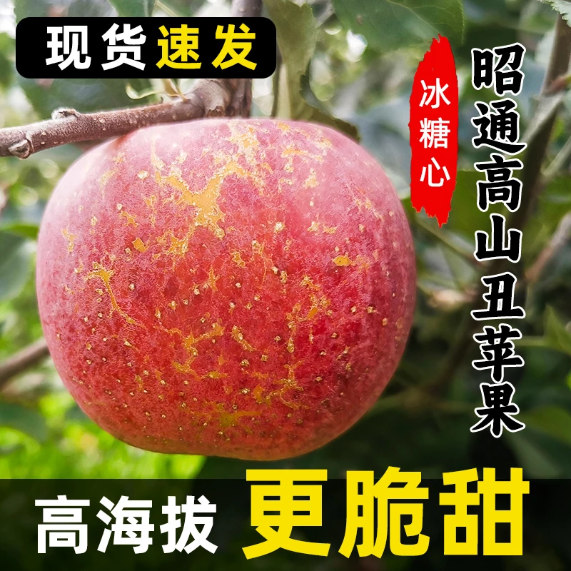 正宗昭通丑苹果云南现摘当季孕妇水果净重3/5/9斤彩箱包装