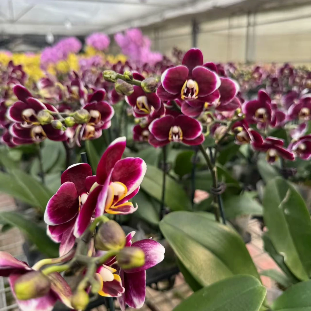 【老板卖花记】蝴蝶兰盆栽 巧克力3.0带花带花苞
