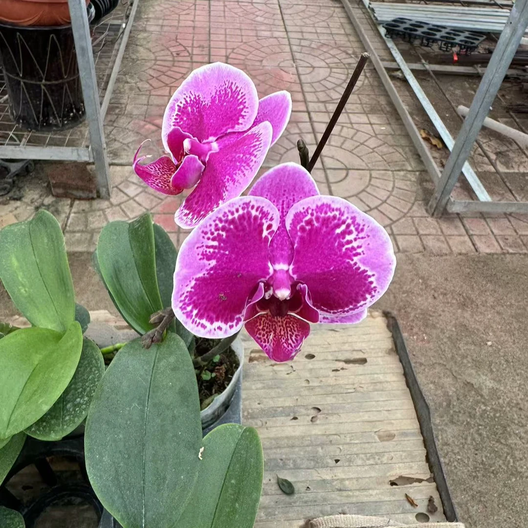 【老板卖花记】蝴蝶兰盆栽 矩宝情人3.0寸带花带花苞