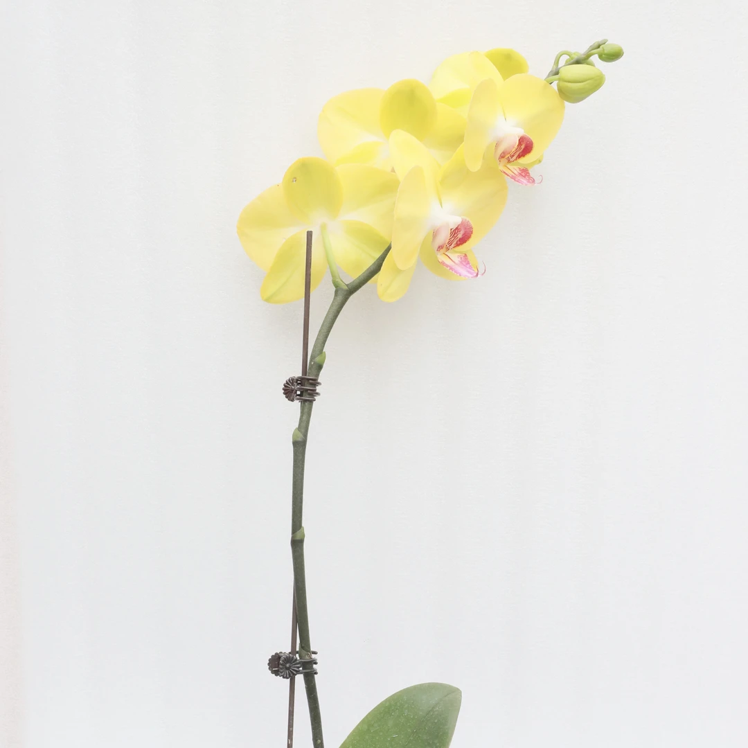 【老板卖花记】蝴蝶兰金山3.0带花带花苞 照片不符