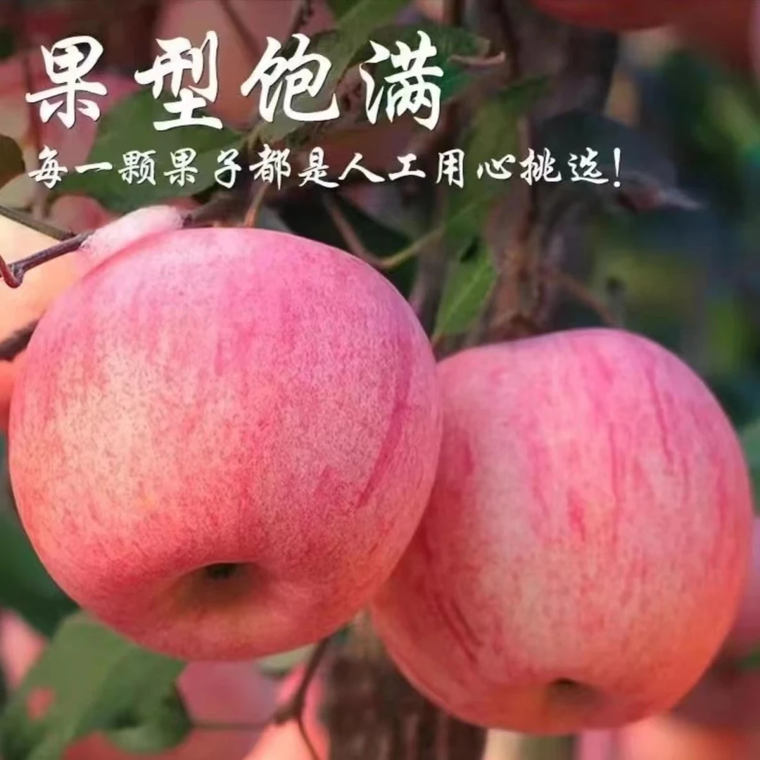 【头茬新果】山东烟台栖霞红富士苹果带箱5斤10斤装脆甜多汁直发