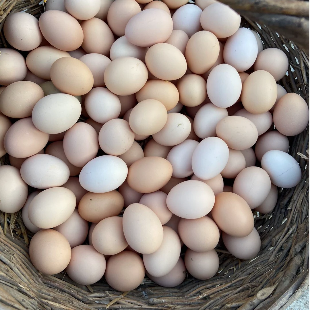 果园散养虫草鸡蛋当天现捡直发营养优选农家土鸡蛋拒绝激素抗生素