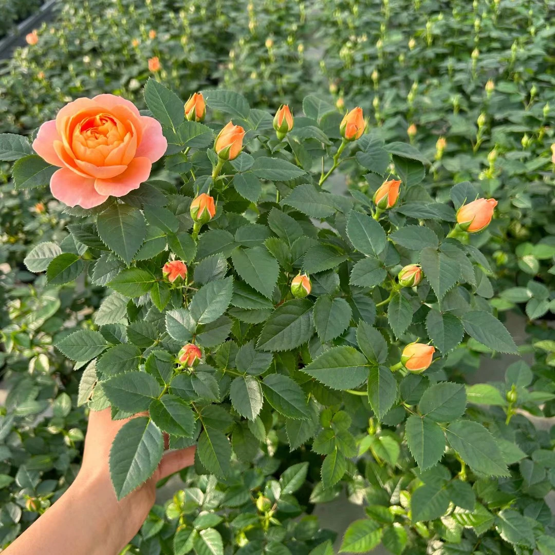 欧洲进口一代月季【果汁阳台】庭院阳台走廊庭院种植易养护花卉