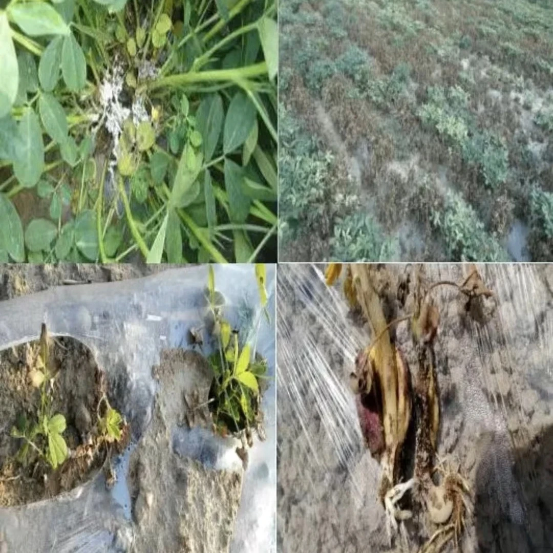 花生白绢青枯根腐消