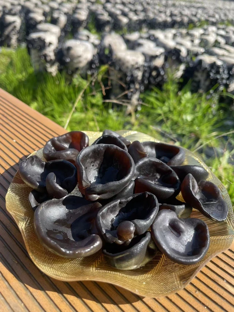 (东北秋木耳）2024头茬优选秋木耳 肉厚无根纯人工种植好吃干净