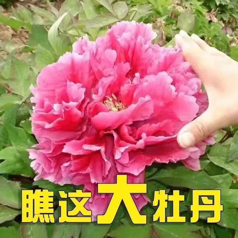 【洛阳红】洛阳正宗原产地发重瓣牡丹花树苗批发总基地庭院花卉盆栽