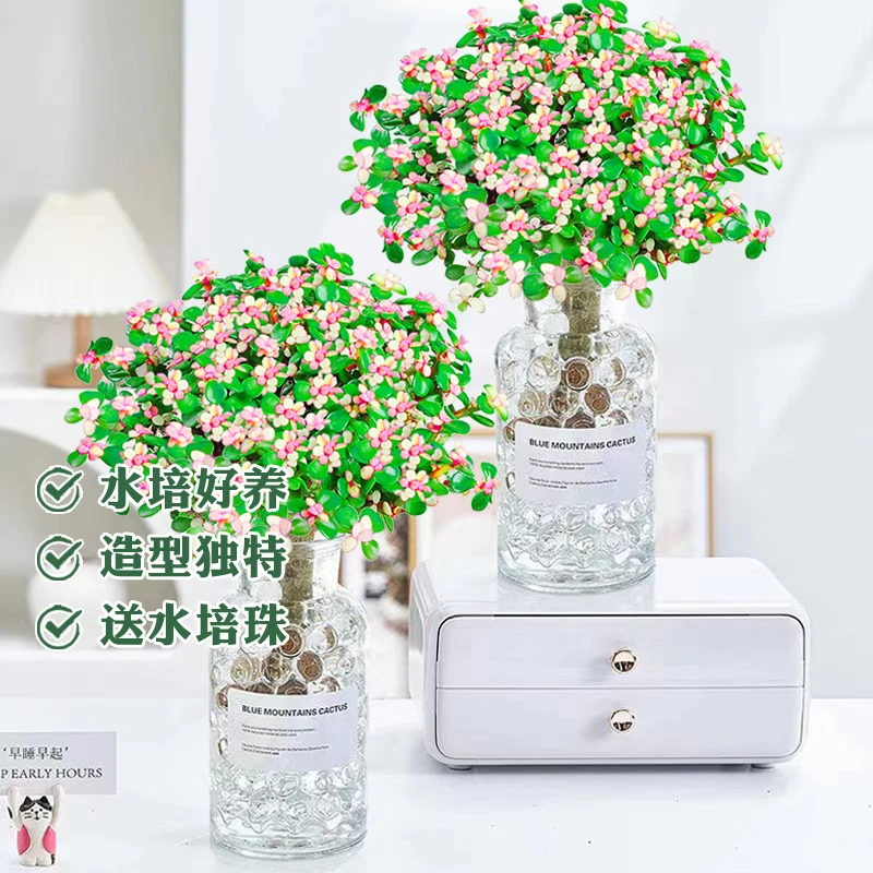 【陌野】金枝玉叶水培绿植ins风室内桌面摆放花卉植物老桩苗糖造型