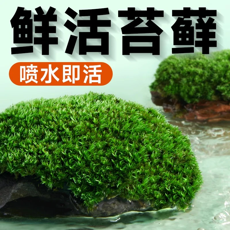 yee鲜活苔藓微景观白发短绒青苔藓植物盆景生态瓶diy造景假山装饰