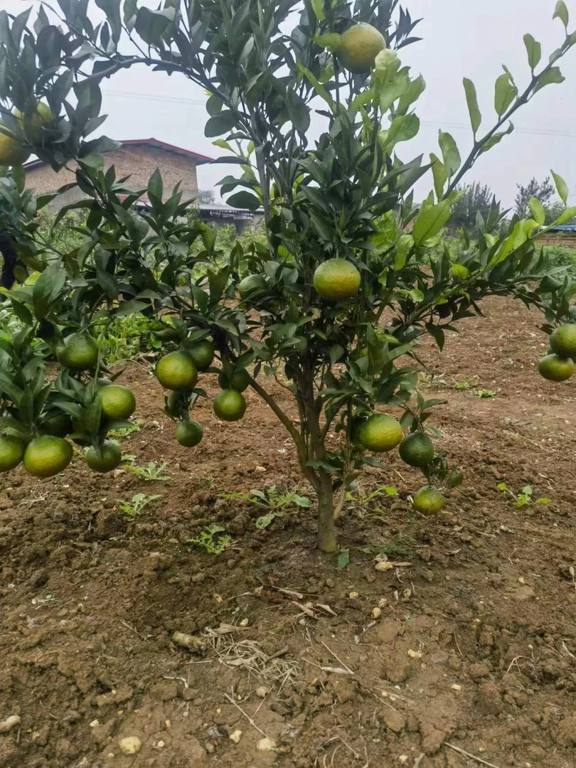 一物一拍庭院盆栽阳台