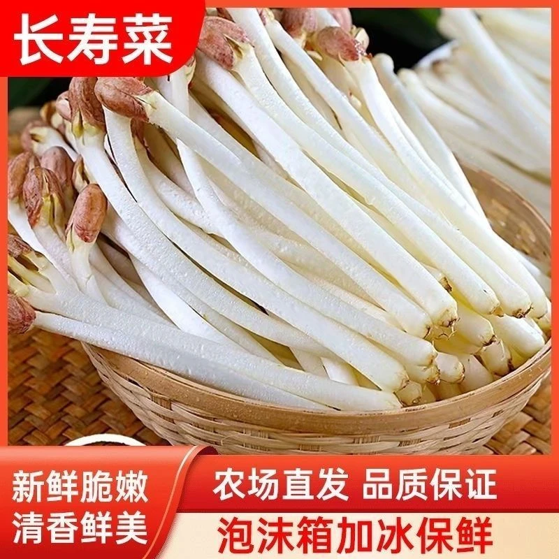 新鲜花生芽优选食用花生苗生鲜蔬菜芽苗长寿芽烫火锅花生9616