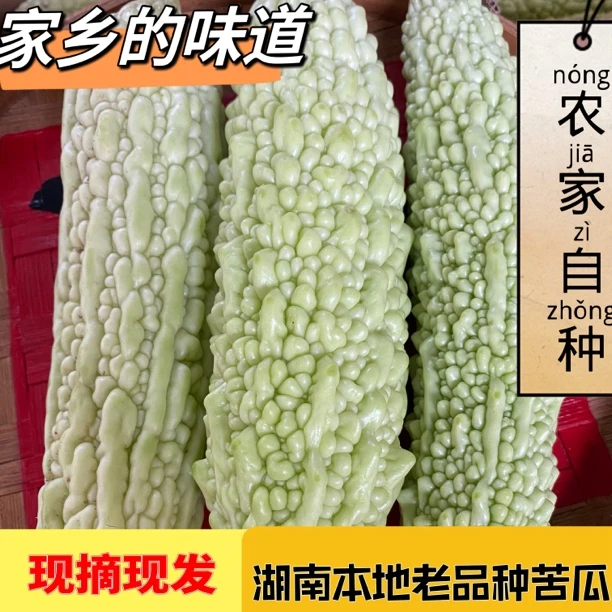 湖南白苦瓜衡阳耒阳农家自种本地新鲜露天白玉苦瓜凉瓜当季现摘