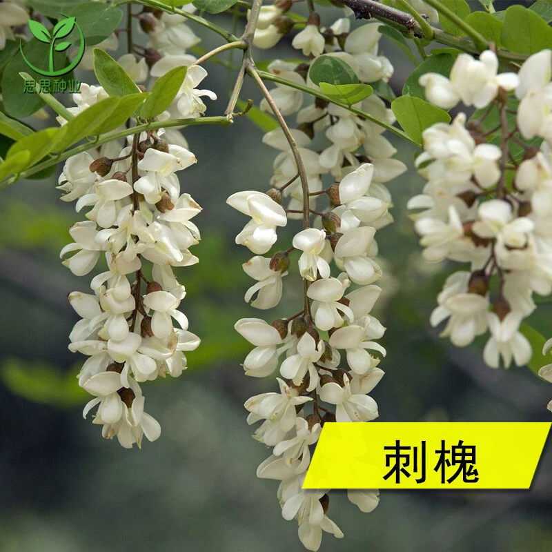 刺槐树种子洋槐刺儿槐园林景观观赏树苗带槐花树种子新采