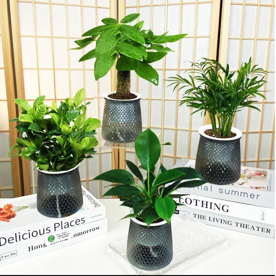 【买三送一到手4盆】椰子金钻发财树九里香美化绿植盆栽清新养护