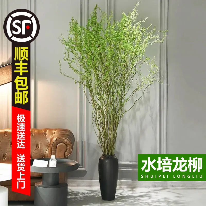 【顺丰】到手13支1.6到1.7米国风龙柳鲜枝美观鲜枝水培植物四季可养