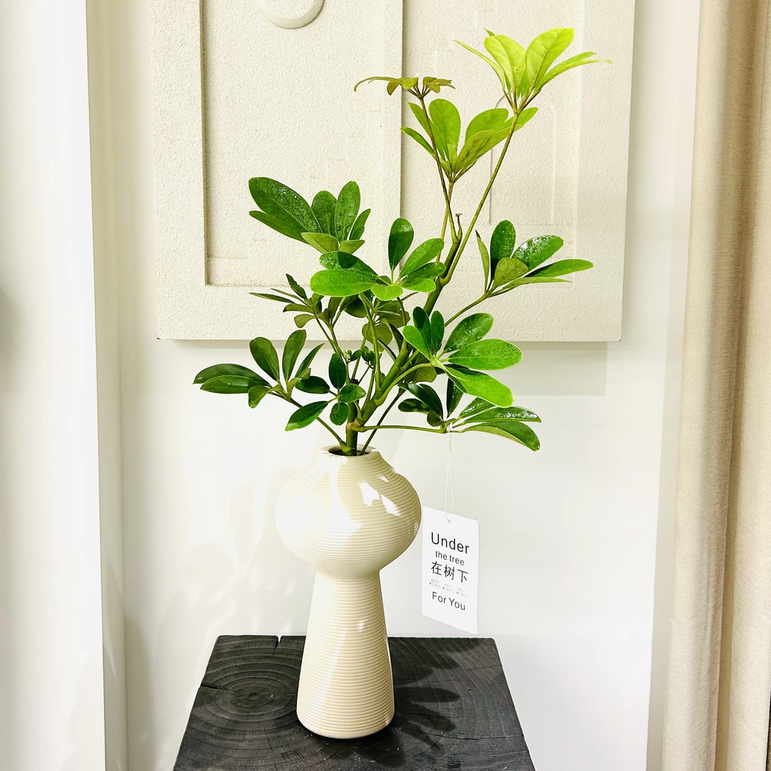 雅韵阁鸭脚木水培盆栽盆景室内阳台办公室耐阴好养好活花卉绿植