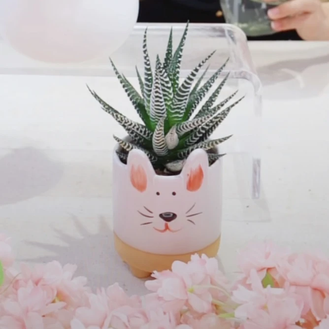 雅韵阁十二卷多肉仙人掌盆栽盆景室内阳台办公室耐阴好养花卉绿植