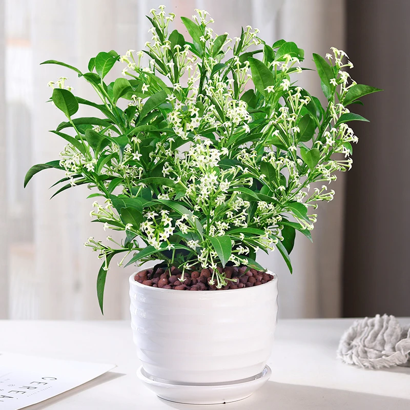夜来香花树苗盆栽花卉植物带花苞庭院阳台室内外驱蚊绿植四季好养