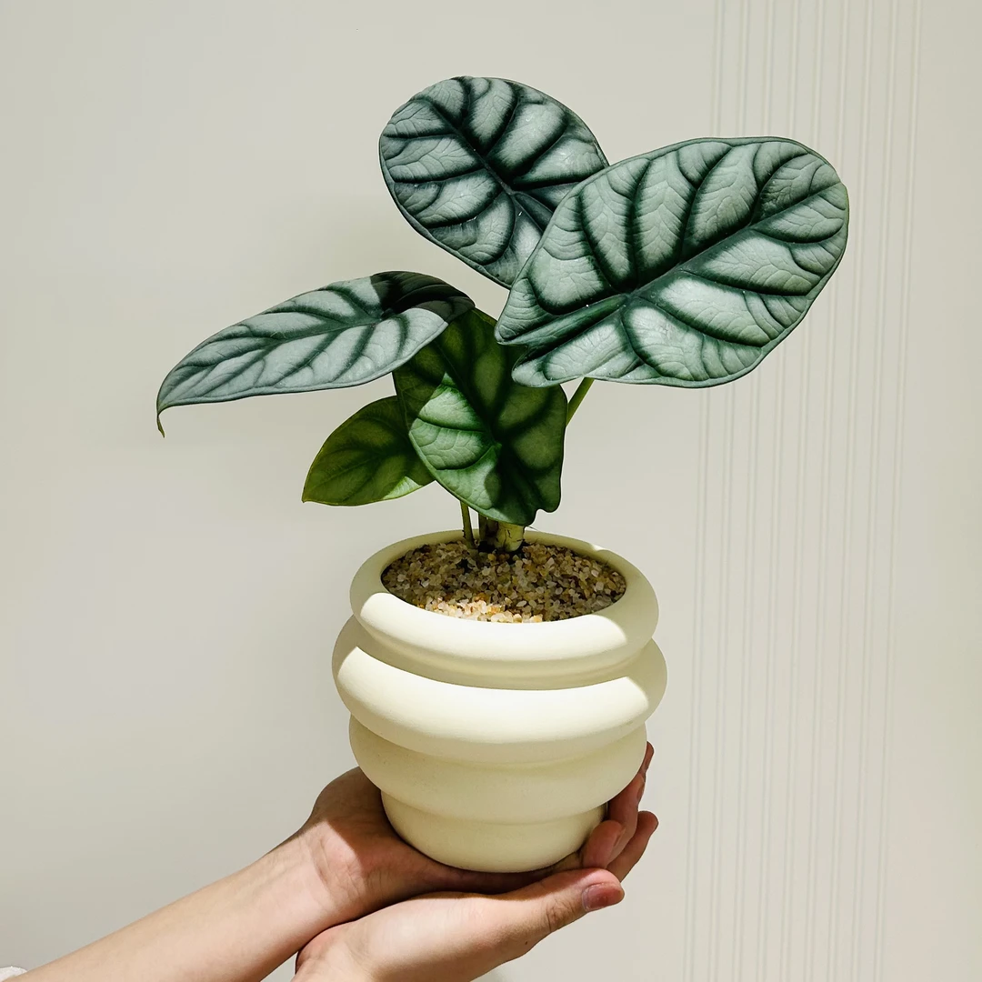 白犀牛海芋竹芋绿萝盆栽盆景室内客厅办公室前台桌面绿色花卉绿植