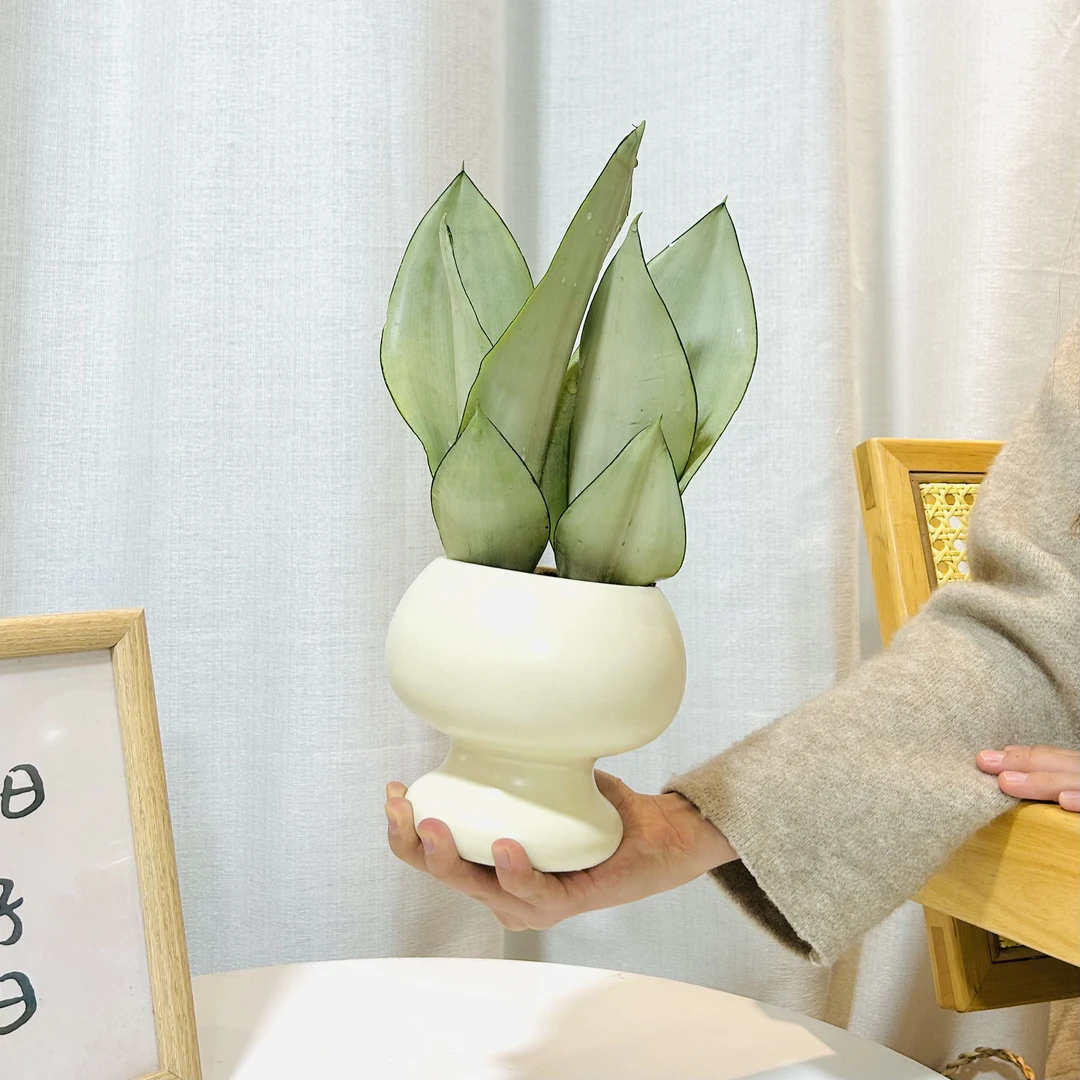 白玉虎皮兰虎尾兰盆栽盆景室内客厅办公室前台桌面趣味花卉绿植
