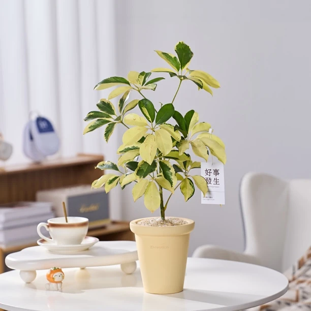 老桩油画花叶巴花鸭脚木鸭掌木盆栽盆景室内客厅办公室花卉绿植