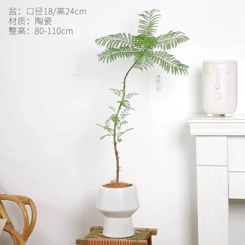 大蓝花楹盆栽室内客厅大型绿植好养活电视柜旁边四季家养树苗真花