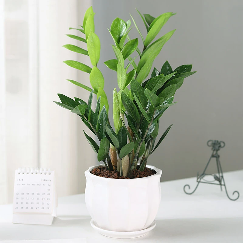 金钱树盆栽植物室内招财钱串子客厅小发财树耐阴办公室绿植好养活