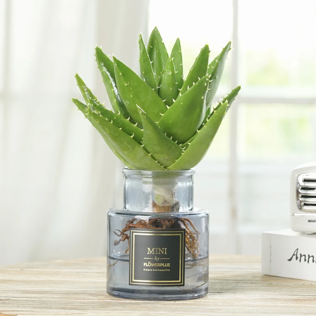 雅韵阁水培不夜城芦荟盆栽盆景室内阳台办公室耐阴好养花卉绿植