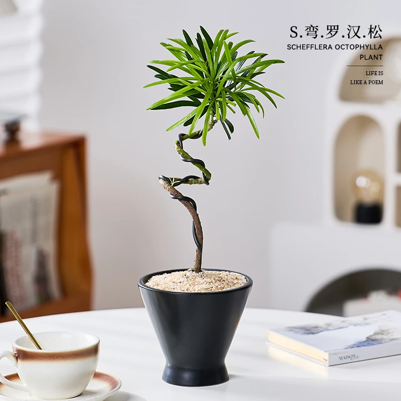 造型罗汉松花卉盆栽易活四季绿植室内办公室桌面客厅懒人植物盆景